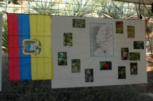 Un petit coup d'oeil aux bégonias de l'Equateur