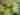Begonia rajah