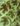 Begonia masoniana var. tricolor