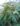 Begonia ‘Platanifolia’