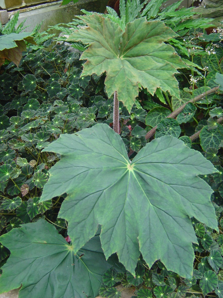 'Ricinifolia'