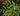 Begonia aspleniifolia