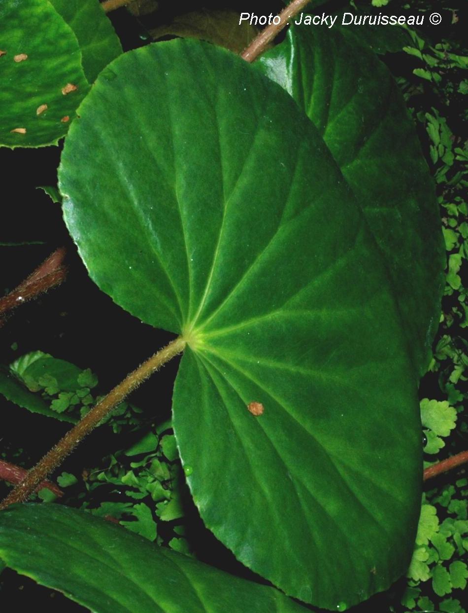 Un aperçu de botanique #3 Les feuilles – Tela Botanica