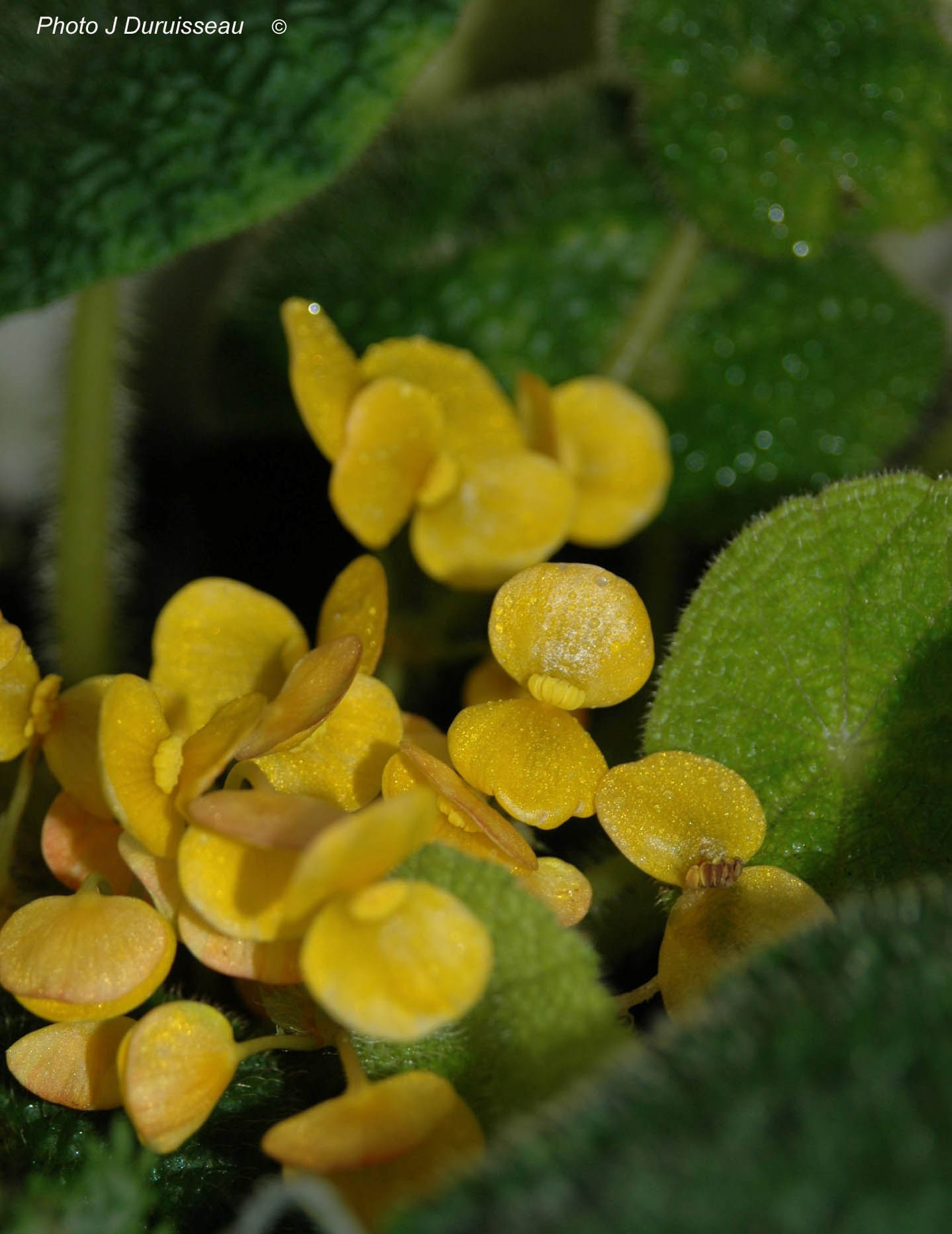 Begonia staudtii Gilg in cultivation 1 – AFABEGO