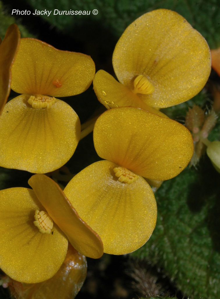 Begonia staudtii Gilg in cultivation 2 – AFABEGO