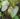 Begonia annobonensis (8)
