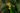 Begonia vittariifolia
