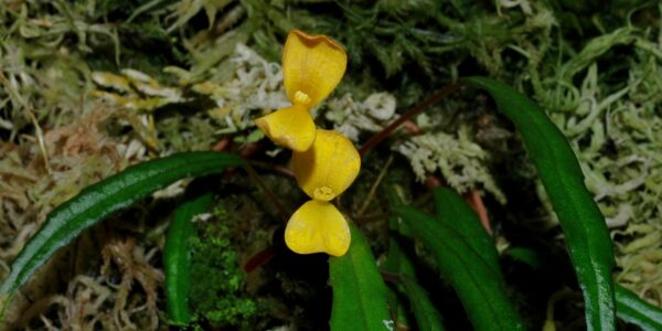 Begonia vittariifolia Begonia vittariifolia