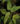 Begonia acetosella var. hirtifolia