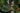 Begonia anisoptera