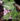 Begonia asteropyrifolia