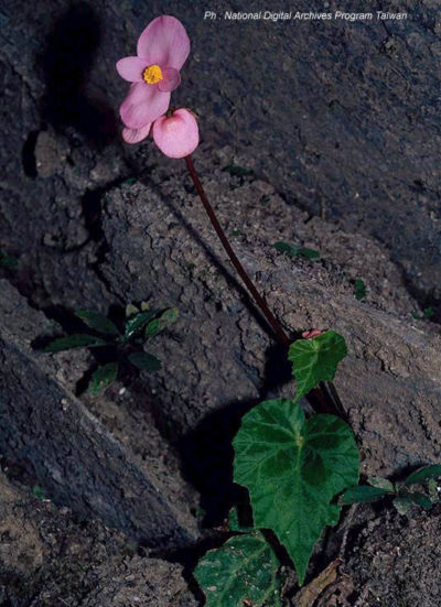 austrotaiwanensis AFABEGO