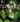 Begonia chloroneura