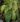 Begonia chlorosticta