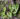 Begonia daxinensis