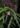Begonia henrilaportei