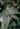 Begonia isoptera