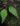 Begonia keraudreniae