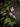 Begonia keraudreniae