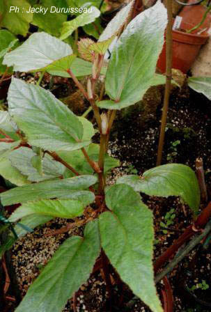 longifolia