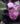 Fleurs Begonia lyallii var. lyallii