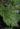 Begonia malipoensis