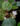 Begonia nurii