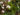 Begonia picturata