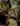 Begonia rajah