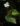 Begonia rhombicarpa