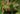 Fleurs Begonia robusta