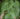 Begonia silletensis mengyangensis