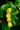 Begonia prismatocarpa flowers