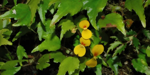 Begonia prismatocarpa