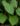 Begonia baccata