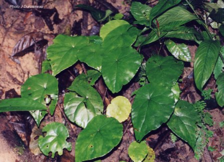 clypeifolia