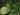 Begonia hirsutula