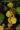 Fleurs Begonia letouzeyi
