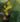 Begonia milbraedii