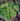 Begonia scutifolia