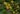 Fleurs Begonia scutifolia