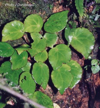 scutifolia