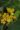 Begonia staudtii