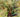 Begonia bogneri
