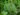 Begonia ‘Lubbergei’ (lubbersii X dregei)