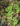 Begonia lyallii var. lyallii f. masoalensis