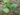 Begonia hirsutula