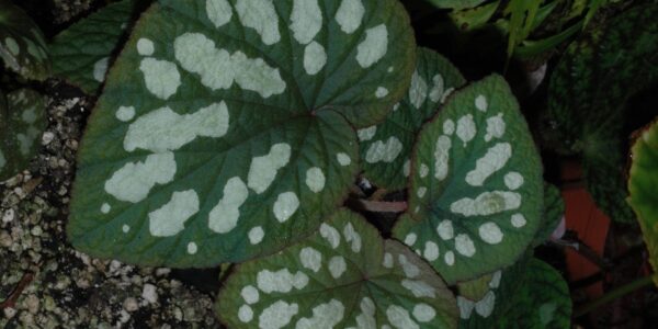 B. erectocarpa