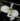 Begonia dinhdui flower