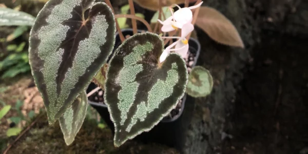 Begonia dinhdui